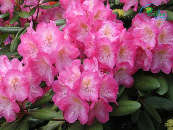 Rhododendron Straw Hart